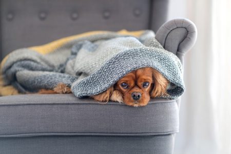 5 tips para cuidar a tu perro del frío