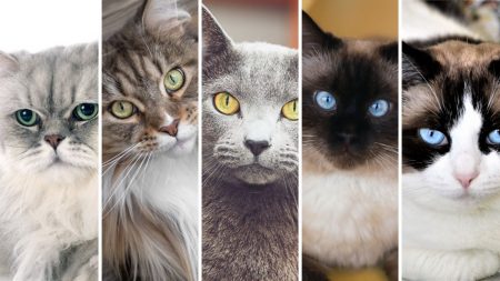 5 razas de gatos que son adorables