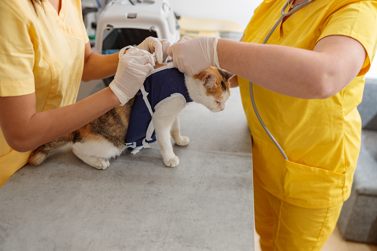 Tips para llevar a tu gato al Veterinario