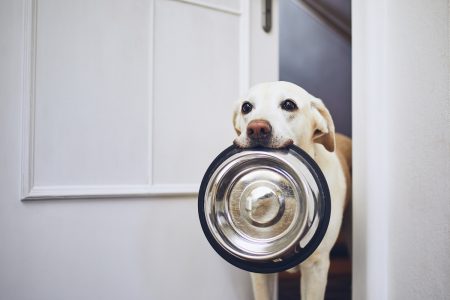 5 beneficios que te ofrecen las croquetas para alimentar a tu perro