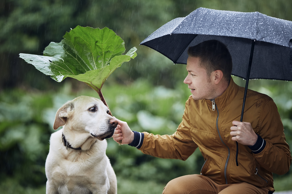 Consejos para pasear a tu perro bajo la lluvia