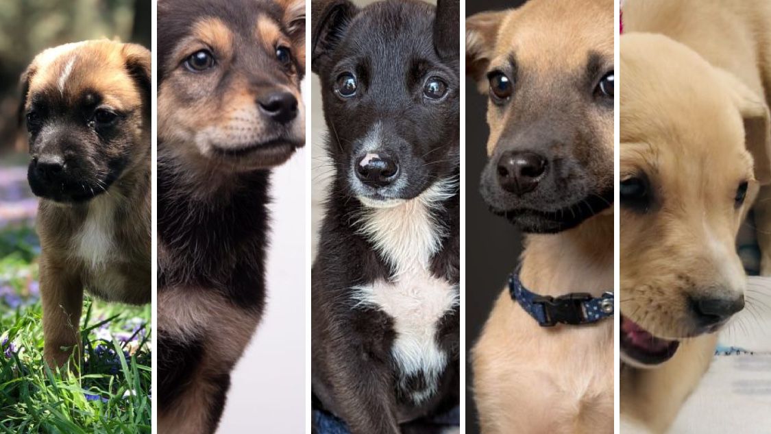 5 cachorros adorables que están esperando ser adoptados en nuestra sección de Adopciones