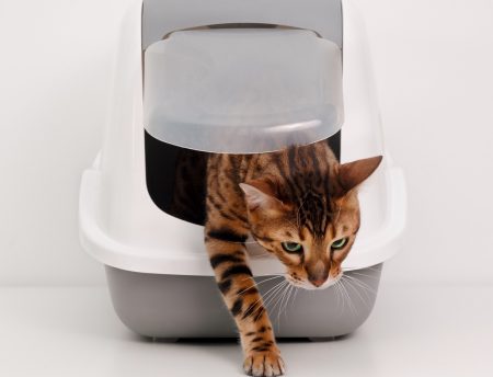 ¿Qué pasa si mi gato tiene el pH urinario inadecuado?