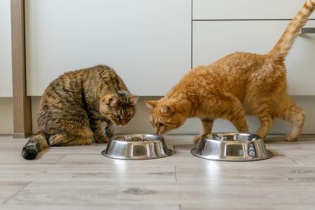 A qué edad tengo que cambiar el alimento de mi gato por uno para gatos senior