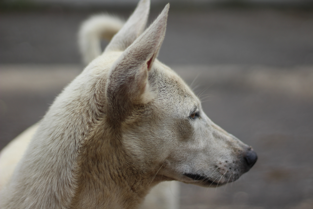 5 acciones para crear conciencia en el Día del Perro Callejero