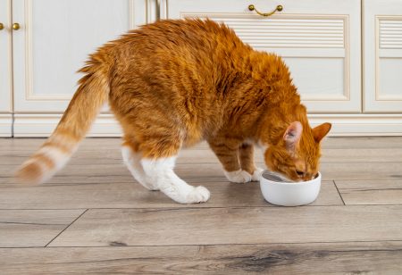 ¿Por qué es importante que el alimento de tu gato contenga Taurina?