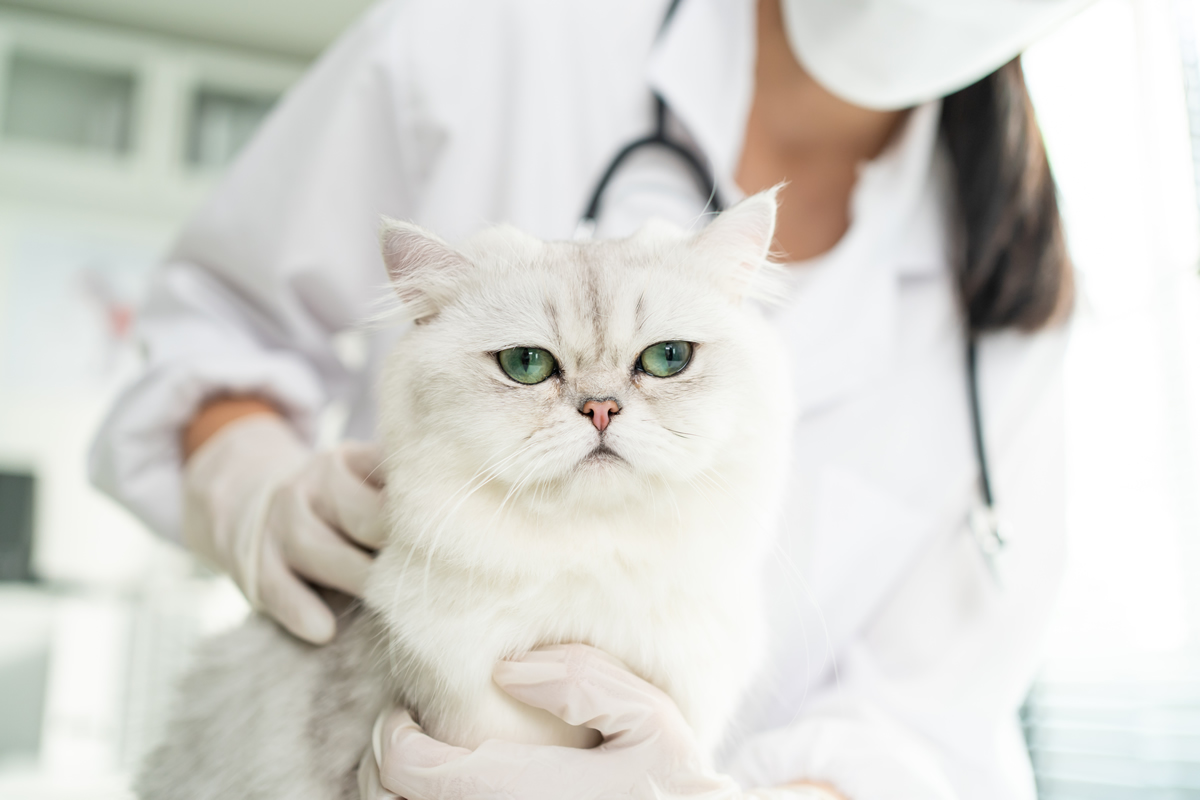 6 beneficios que ofrece NUPEC Felino Adult Indoor para la salud de tu gato