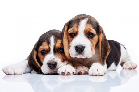 Datos Curiosos de los perros de raza pequeña