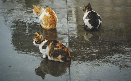 ¿Mi gato se puede enfermar con la lluvia?