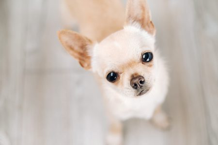 ¿Qué alimento le debo dar a un Chihuahua?