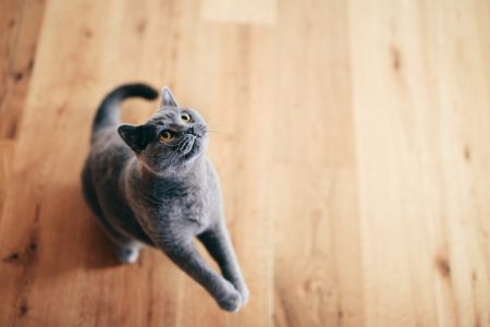 Ejercicios y juegos para a un gato de interior