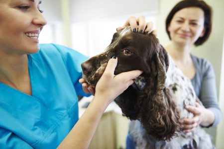 Conoce cuáles son los cuidados de tu perro que es mejor que los realice el Veterinario