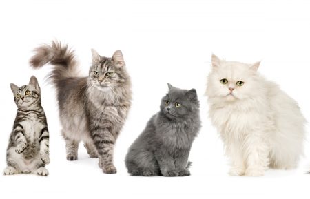 ¿Cuántas razas de gatos existen en el mundo?