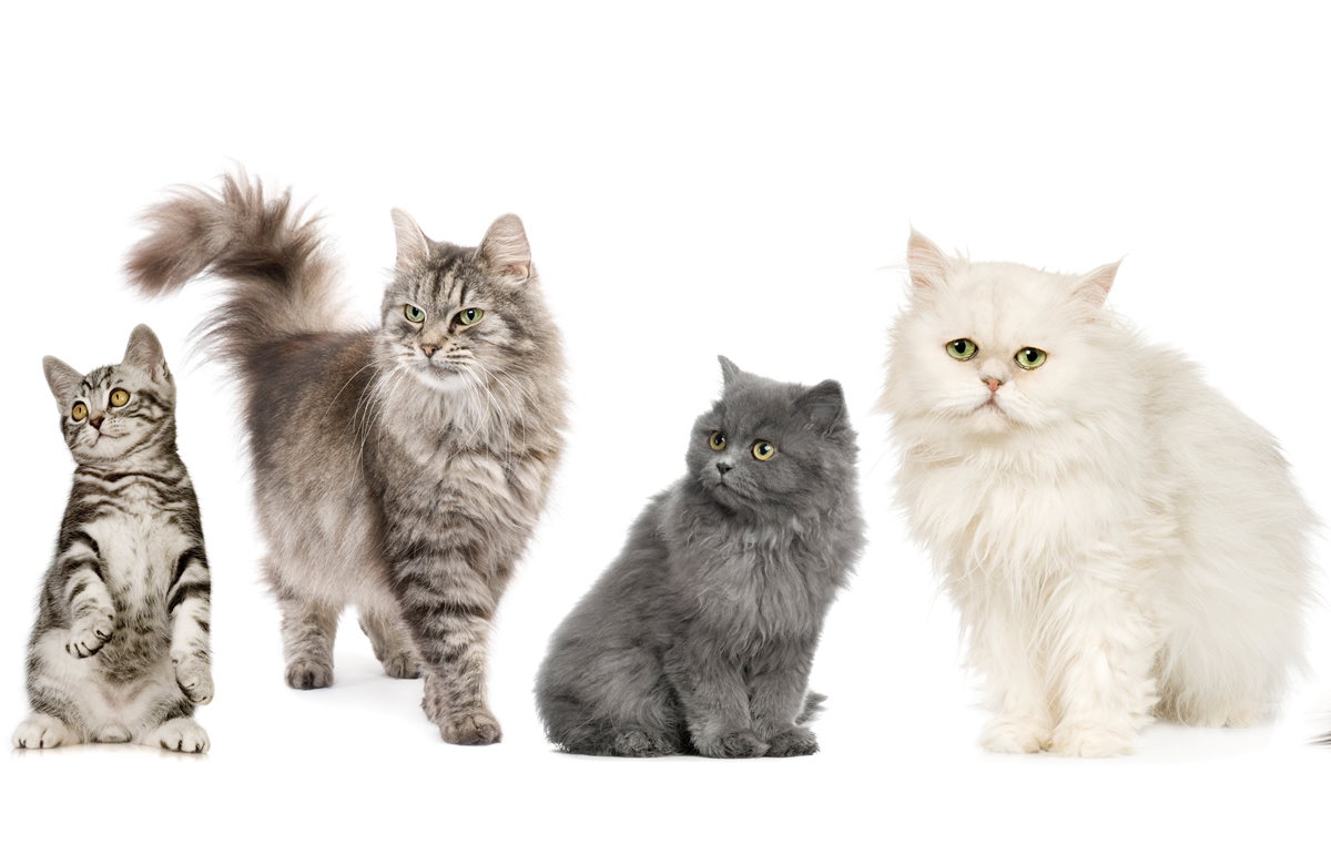juez Evento Oblea Cuántas razas de gatos existen en el mundo? - NUPEC