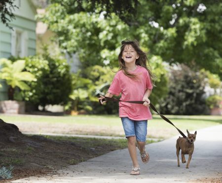 5 Razones para no dejar que tu perro salga solo de casa