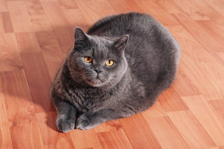 ¿Cuáles son los problemas de salud que puede padecer el gato obeso?