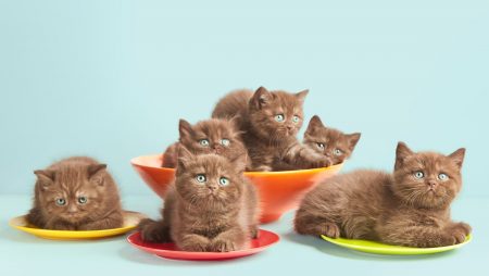 Mitos de la alimentación de los gatitos