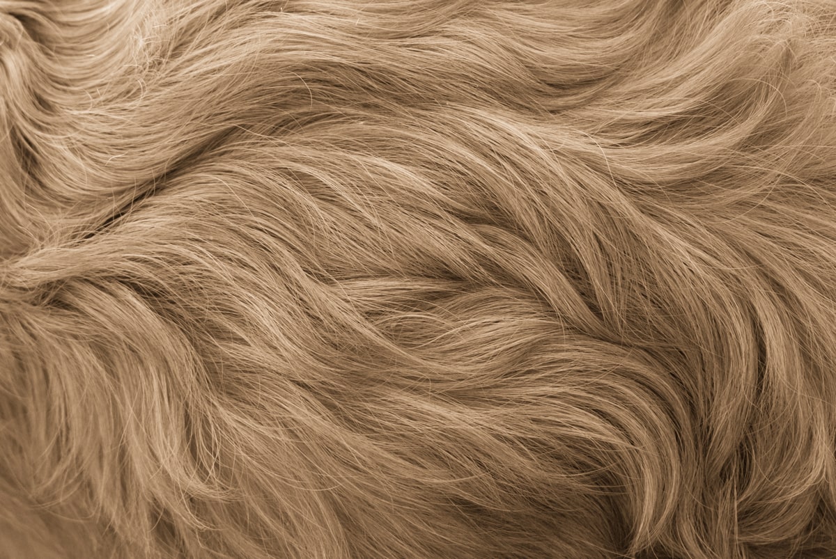 ¿Cómo puedo hacer que el pelo de mi perro brille más?