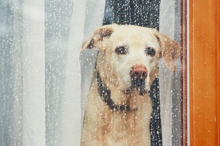 ¿Cómo tranquilizar a un perro en época de lluvias?