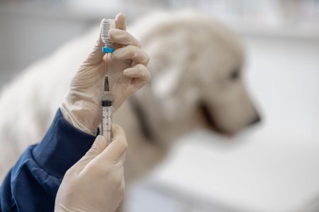 5 razones para vacunar a tu perro contra la rabia cada año