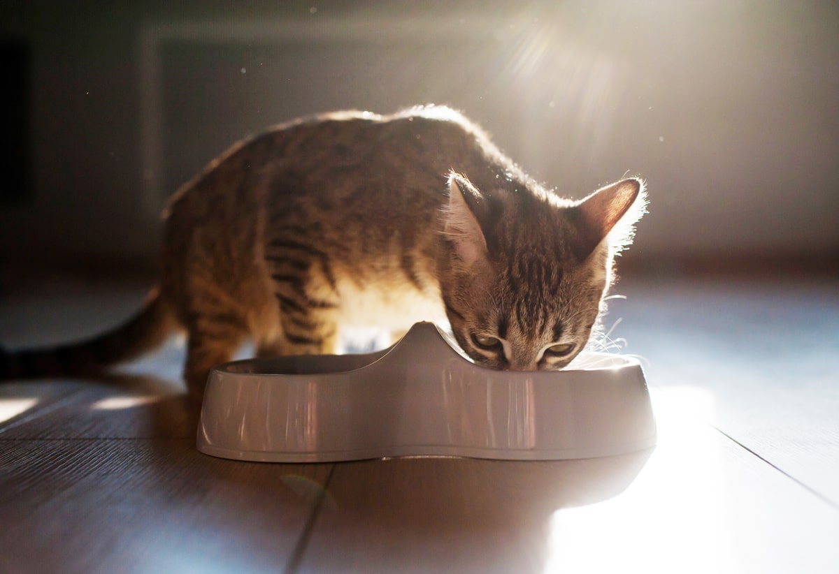 ¿Los gatos pueden consumir prebióticos?