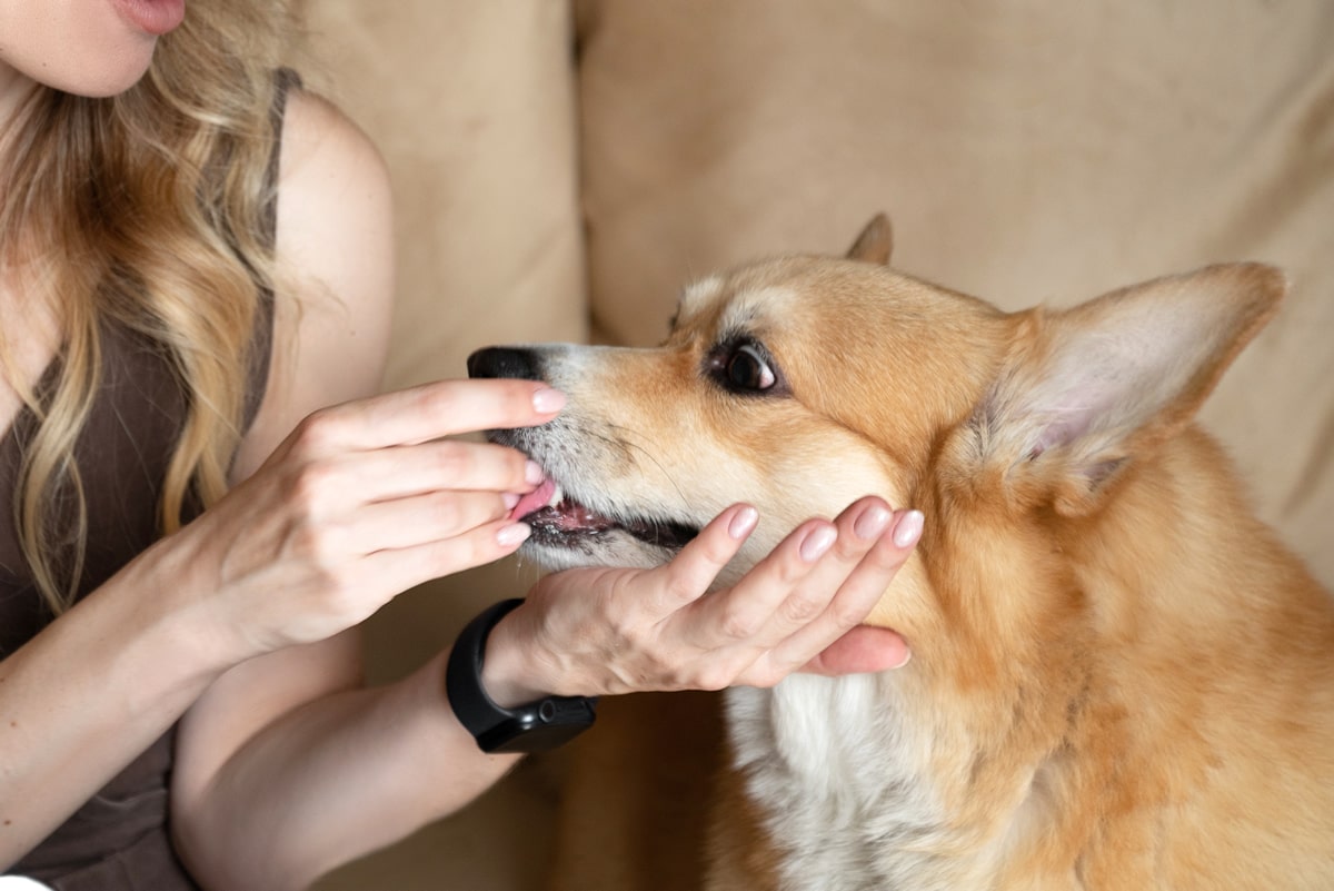 ¿Para qué sirven los prebióticos en las dietas caninas?