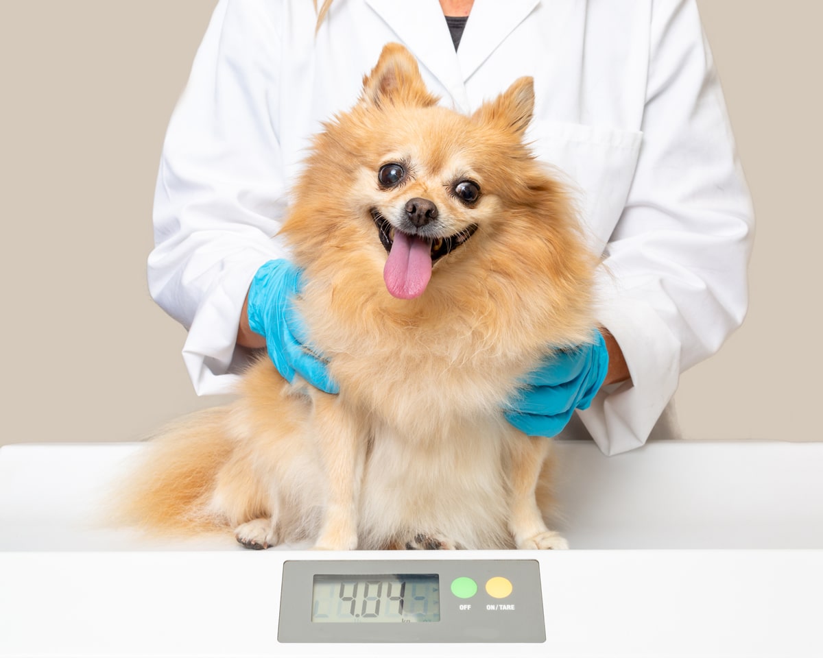 La diabetes canina: ¿Cómo prevenirla?