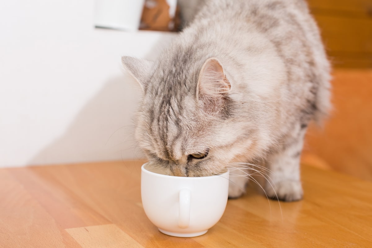 ¿Cuáles son los alimentos para gatos que tienen prebióticos?