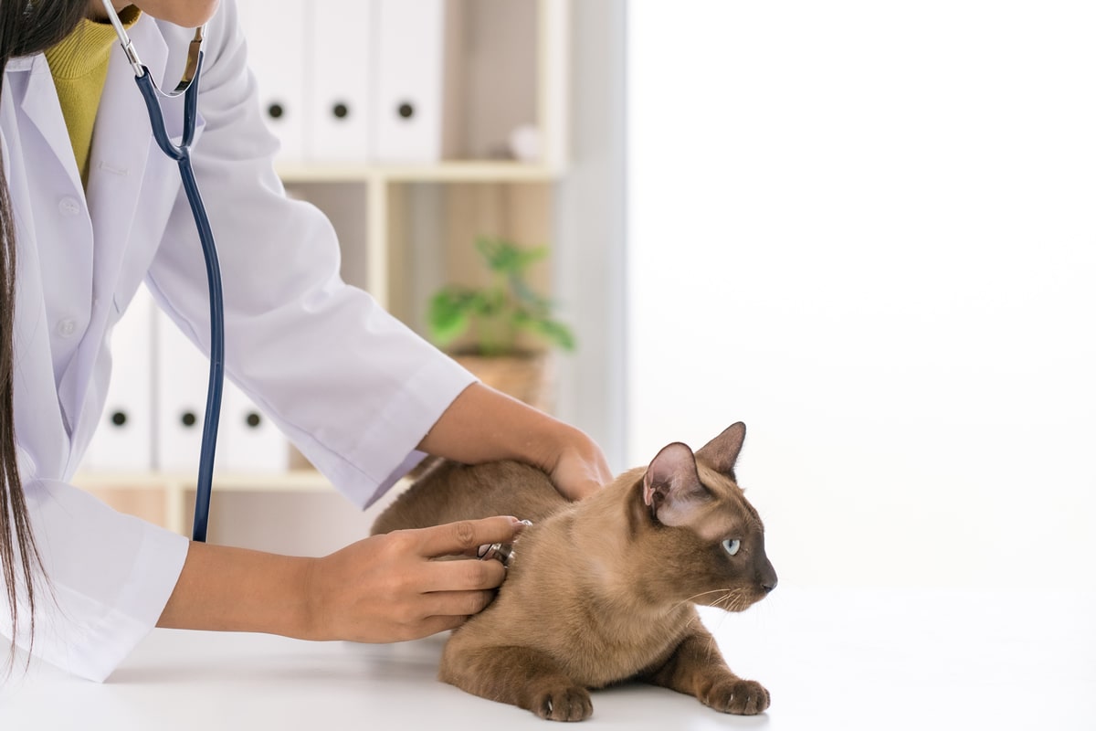 ¿Cómo prevenir la diabetes felina en tu gato?