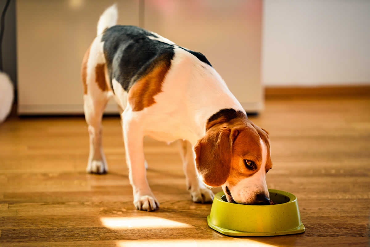 Alimentos para perros con enfermedades renales