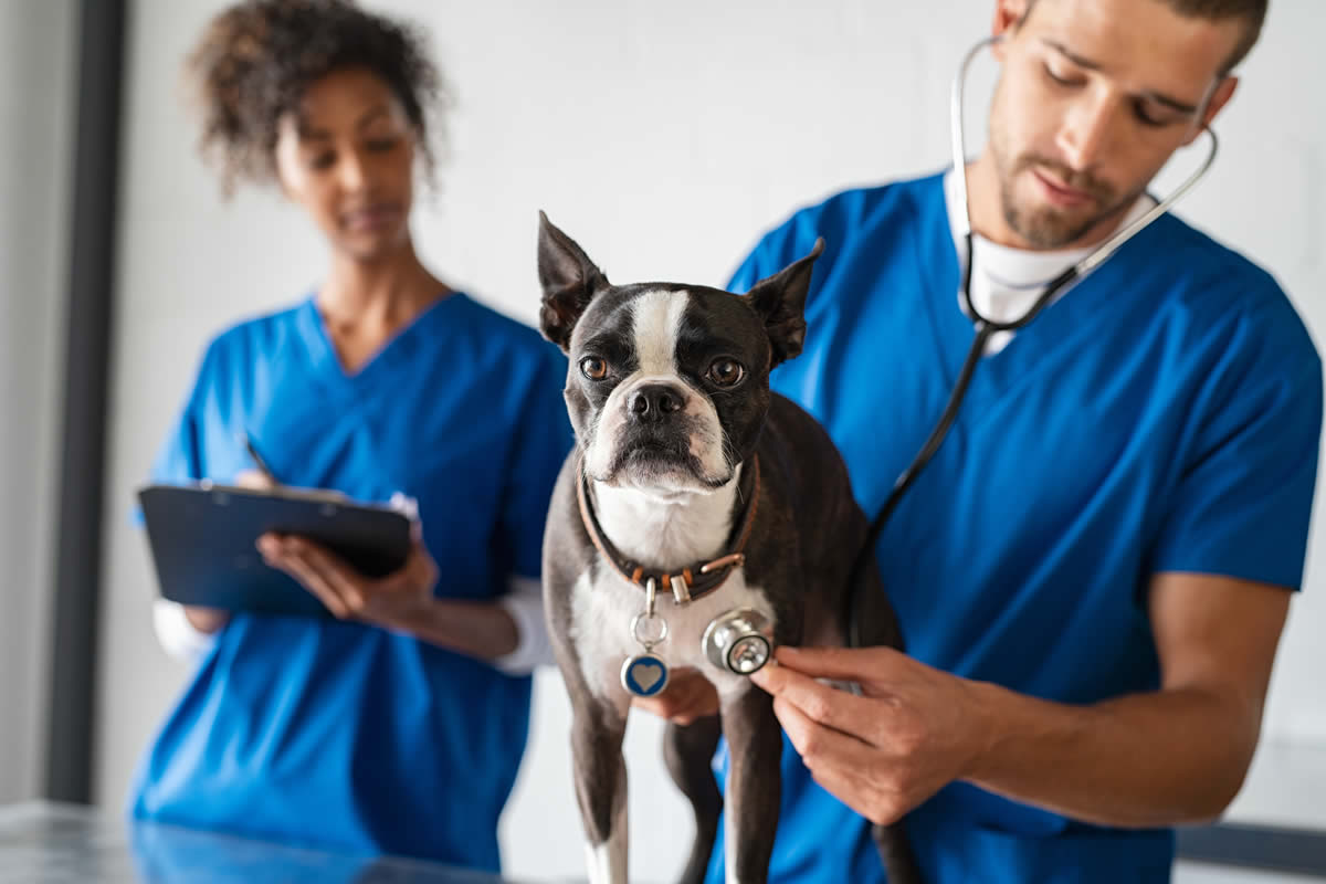 ¿Cuáles son los síntomas de enfermedades renales en los perros?
