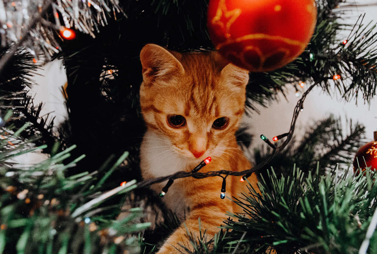 ¿Tu gato juega con el árbol de Navidad?, te damos consejos para prevenirlo