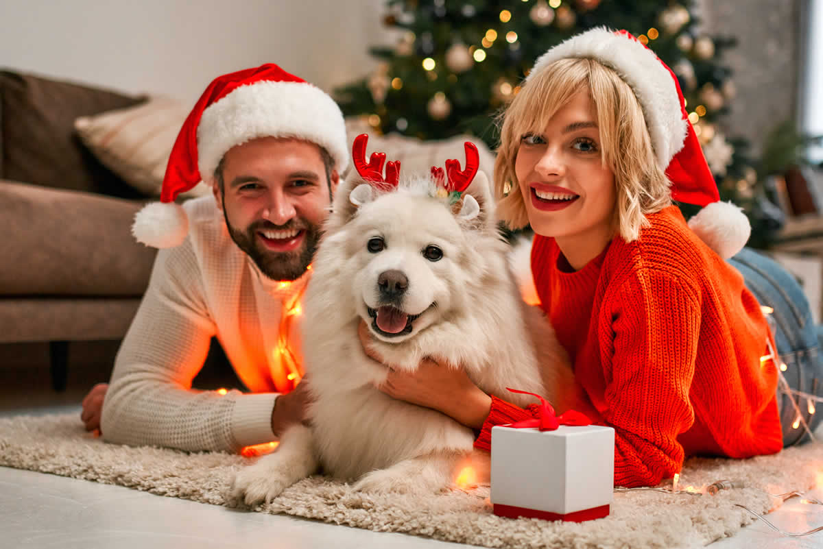 Adopción responsable de perros y gatos en Navidad