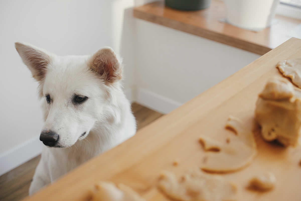 ¿Mi perro puede comer galletas navideñas?
