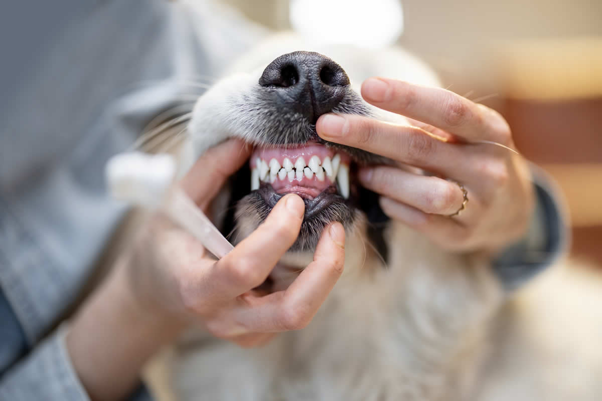 Comienza el año cuidando la salud dental de tu perro