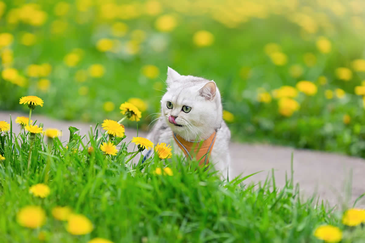 Cuidados del Gato durante la primavera