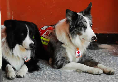 Perros de rescate: nutrición canina de alto rendimiento