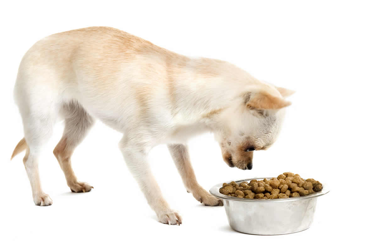 ¿Cómo alimentar a un cachorro mini?