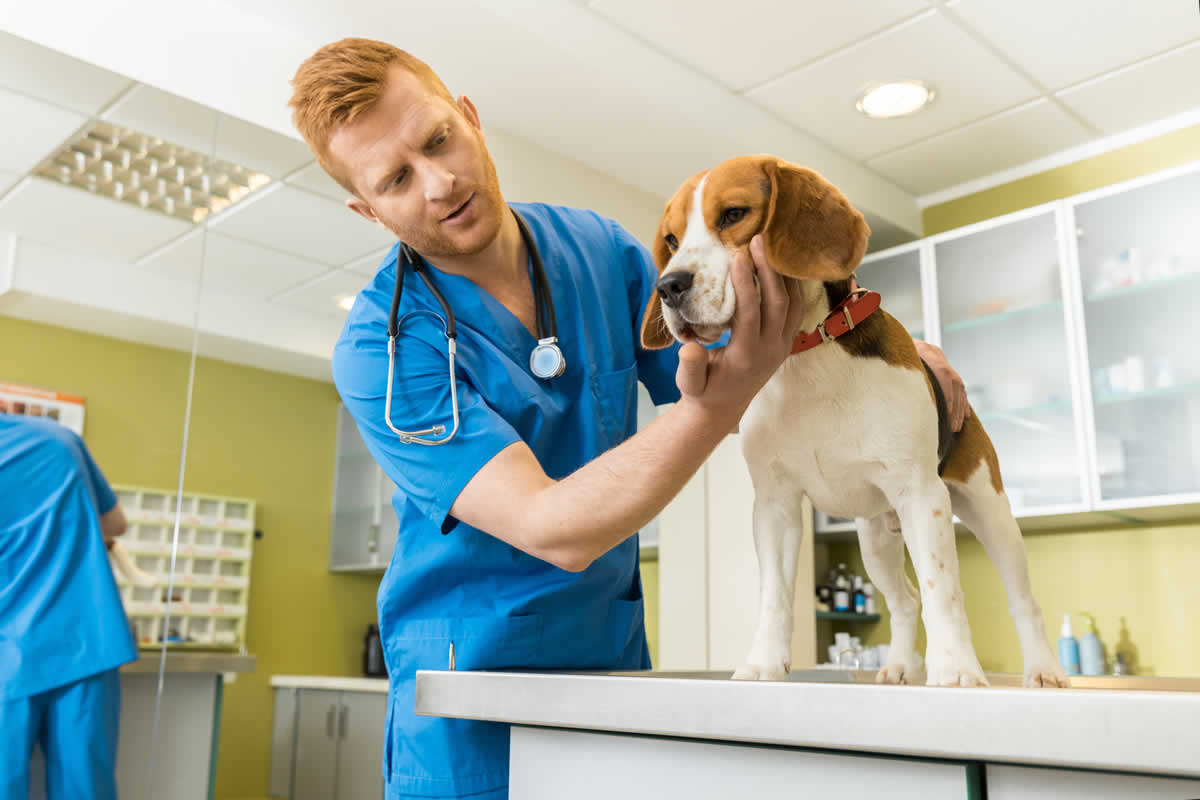 ¿Cuál es la diferencia entre esterilizar y castrar a una mascota?