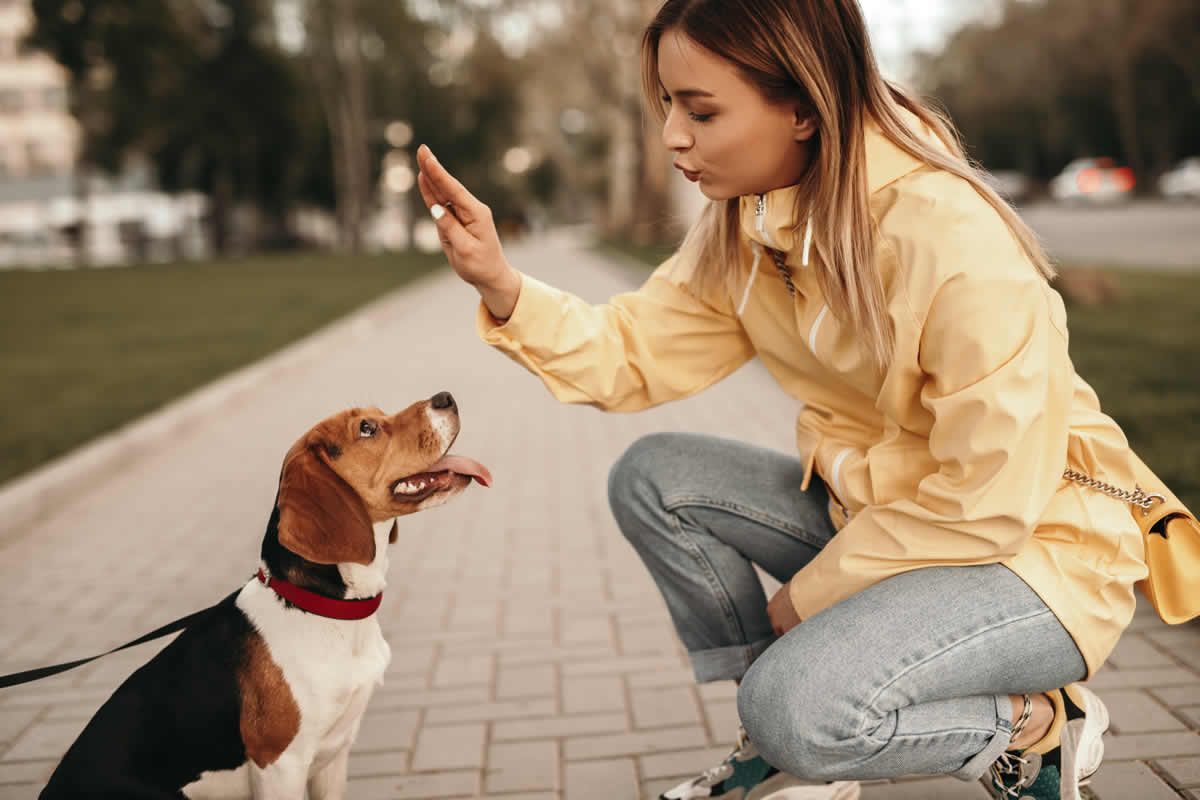 Razones para educar a tu perro con refuerzos positivos en vez de regaños