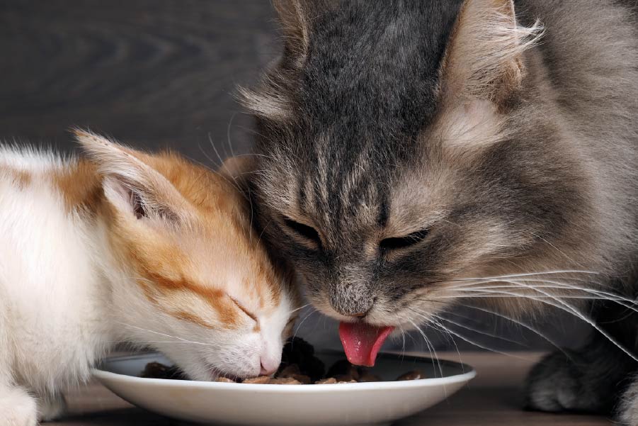 La Nutrición en el felino geriátrico