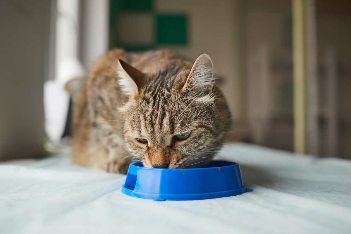 2 cosas que debes saber sobre la nutrición felina