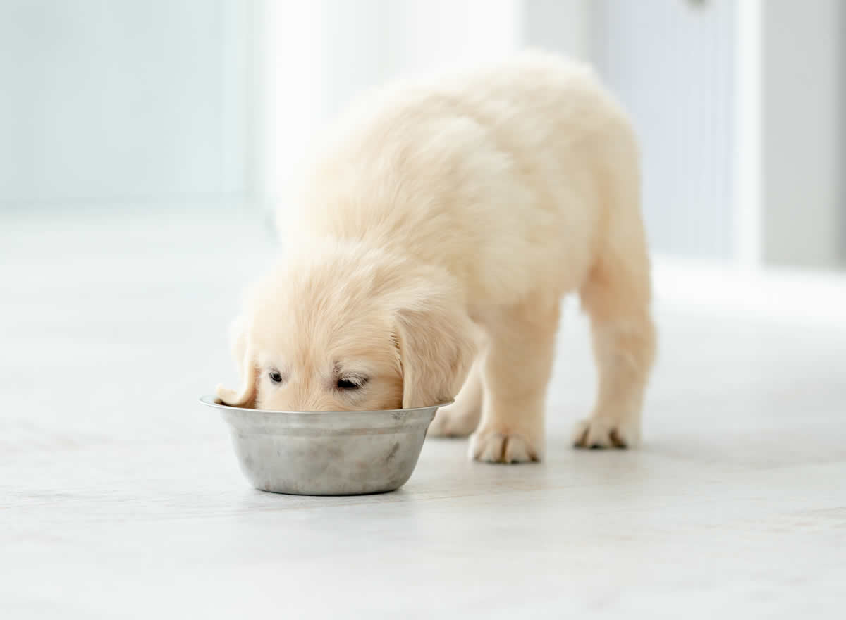 3 razones para alimentar a tu cachorro con NUPEC 1st Care Immunity Plus
