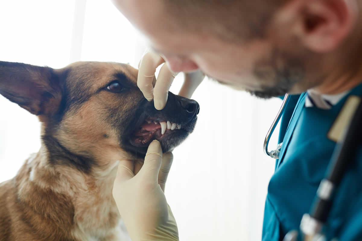 Curiosidades sobre los dientes de tu perro