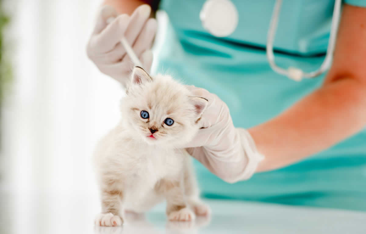 ¿Por qué las visitas veterinarias de tus gatitos son tan importantes para su salud?