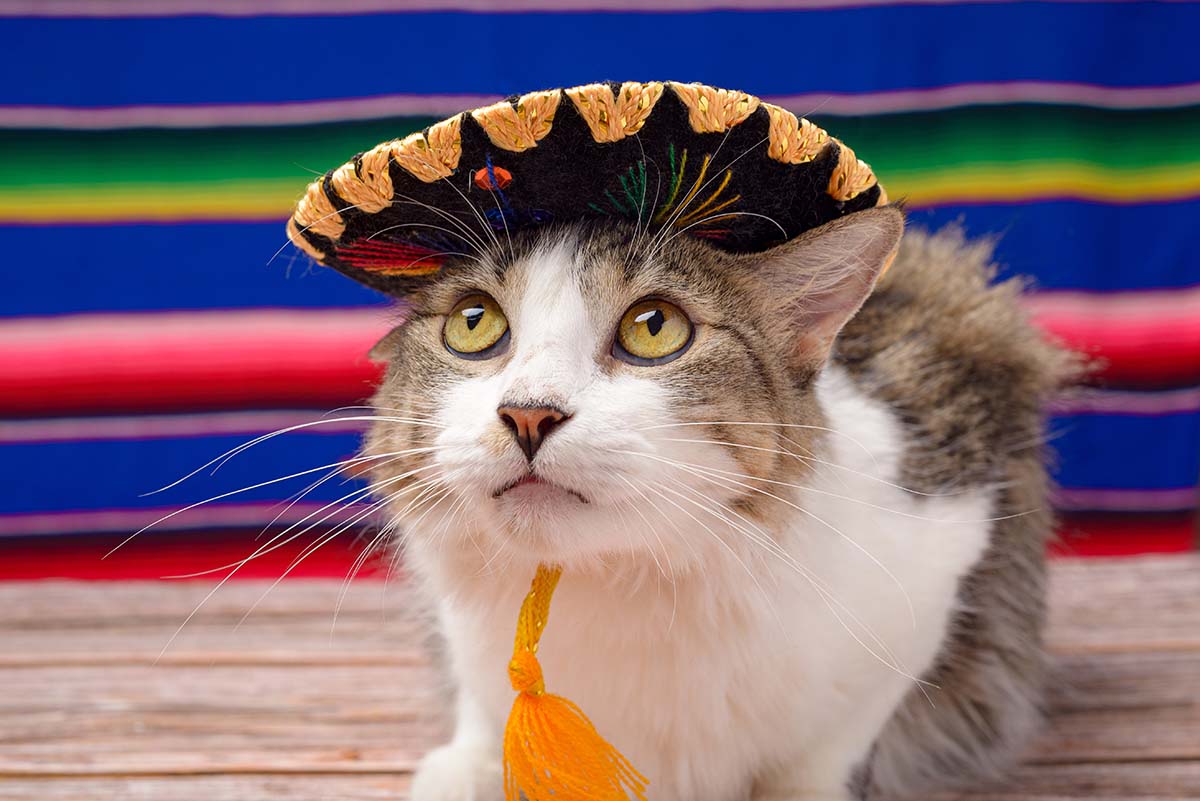 Prepara tu gato para las celebraciones patrias