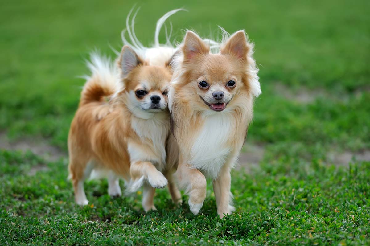 cuantas razas de perros conoces