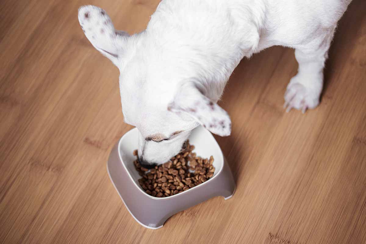 La importancia de las Grasas en la Dieta Canina