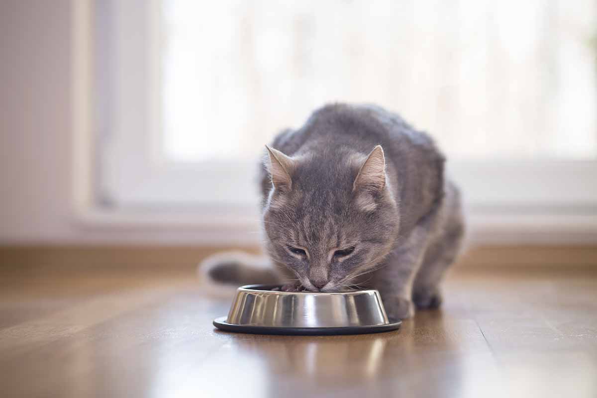 La Taurina: Secretos y Beneficios en la Nutrición Felina