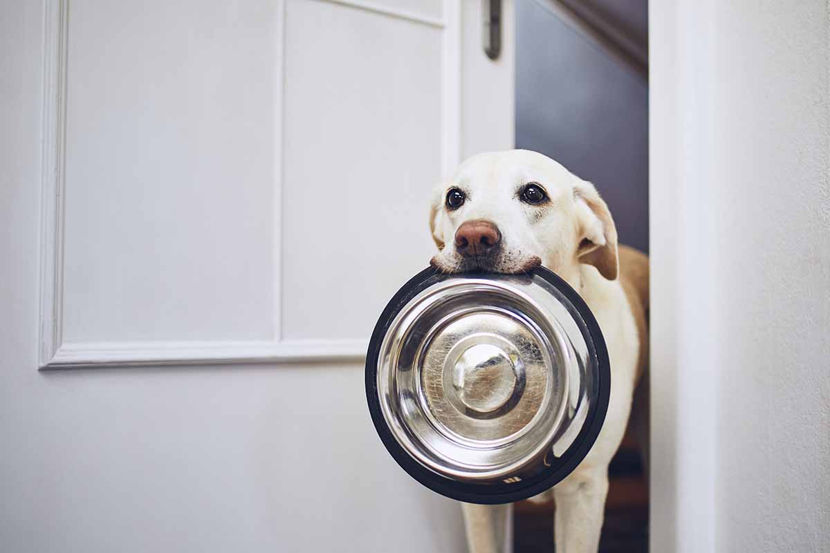 Tips de nutrición canina. Porque tu mascota es lo que come #DíaMundialDeLaAlimentación